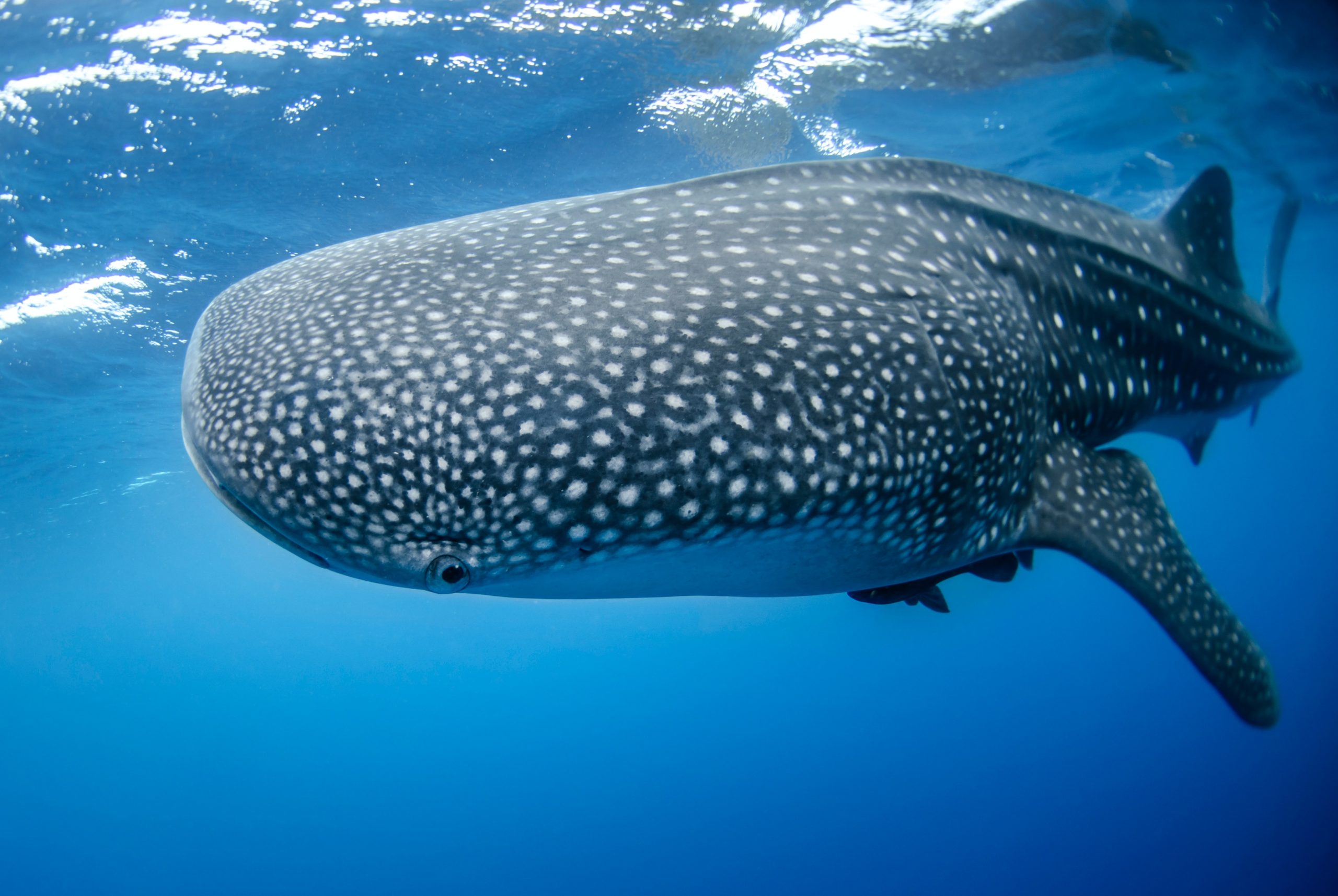 Whale Shark Tour